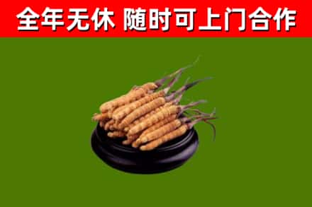 措勤县回收冬虫夏草