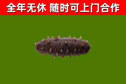 措勤县回收海参干